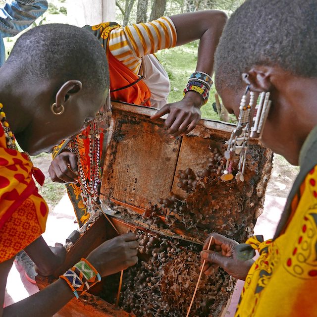 Harvest Wild Honey with the Maasai