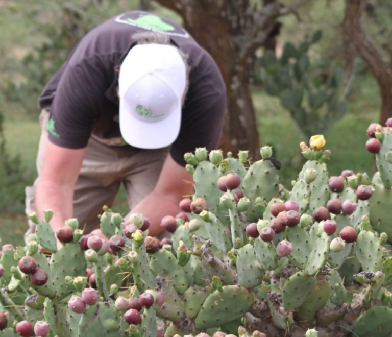 Indigenous Medicinal Plant Walks