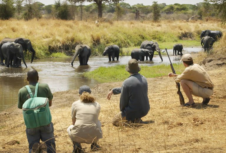 Wildlife Tracking & Bush Survival