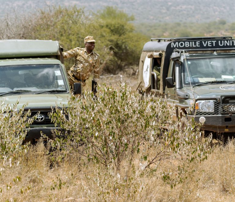 Tracking the Elusive African Wild Dog: A Conservation Adventure at Sidai Camp