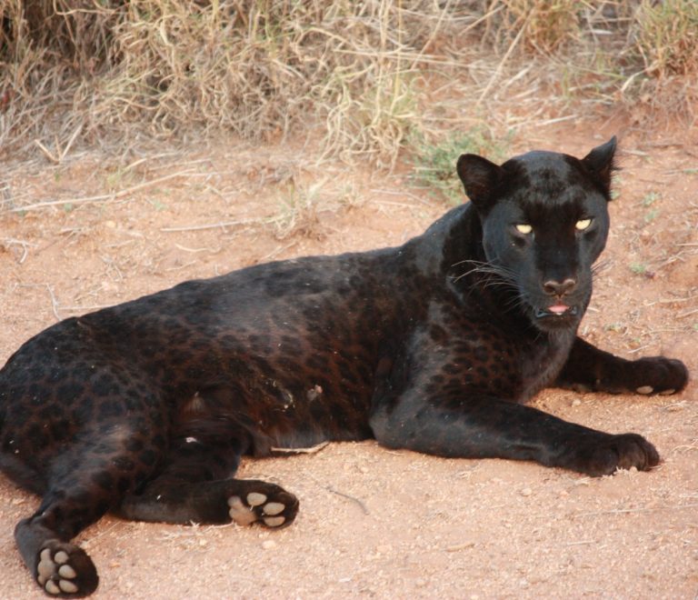 Track Black Leopards or Wild Dogs