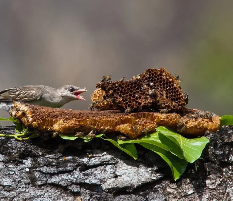Following the Honeyguides: An Ancient Symbiosis in Kenya’s Wild Heart