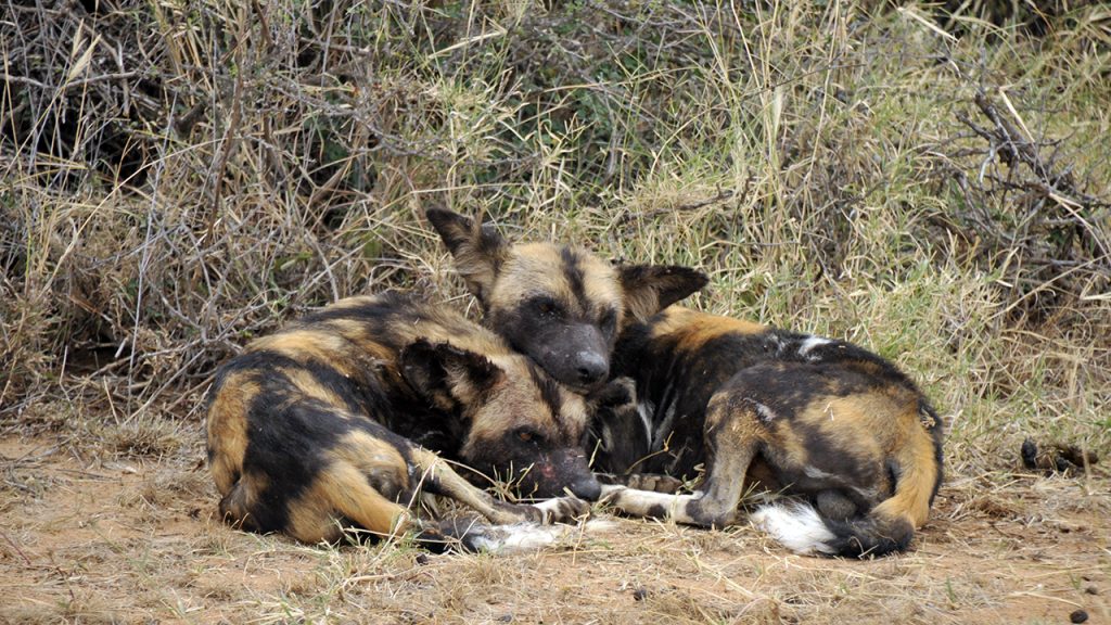 Wild dogs in Laikipia