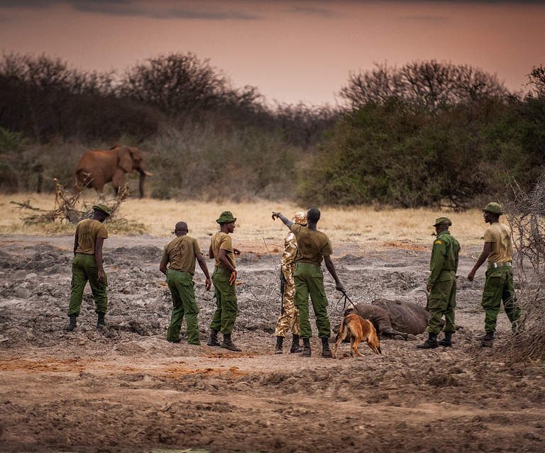 Immerse Yourself in Conservation: The 12-Day Ranger Program at Sidai Camp